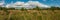 Beautiful panoramic view of the densely overgrown grass of the rural meadow