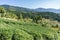 beautiful panoramic view of green japan pine tree line with mountains in the background in starting of Autumn in Nagano, central