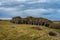 Beautiful panoramic view of trees curiously shaped by the wind taken on a cloudy winter day in Waipapa point, New Zealand