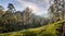 Beautiful panoramic view of a typical tea plantation, Sri Lanka