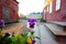 Beautiful pansies in front of old building at Suomenlinna