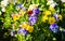 Beautiful Pansies or Violas growing on the flowerbed in garden