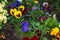 Beautiful Pansies or Violas growing on the flowerbed in garden. Garden decoration