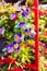 Beautiful pansy flower for gardening in a greenhouse flower market