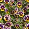 Beautiful pansy flowers in the garden,  Seamless texture
