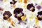 Beautiful pansy flowers on white background, top view,  Floral pattern