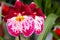 Beautiful pansy orchid. Miltonia orchids close up.