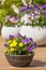 Beautiful pansy summer flowers in flowerpots in garden