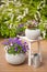 Beautiful pansy summer flowers in flowerpots in garden