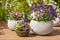 Beautiful pansy summer flowers in flowerpots in garden