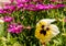 Beautiful pansy surrounded by Delosperma Cooperi