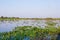 Beautiful Pantanal landscape, South America, Brazil