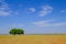 Beautiful Pantanal landscape with two nice trees, Bom Jardim Nobres, Mato Grosso, Brazil, South America