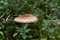 A beautiful panther amanita in the green of the lingonberry bushes.