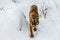 Beautiful panthera tigris on a snowy road