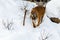 Beautiful panthera tigris on a snowy road