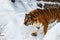 Beautiful panthera tigris on a snowy road