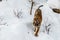 Beautiful panthera tigris on a snowy road