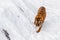 Beautiful panthera tigris on a snowy road