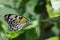 Beautiful Paper Kite Butterfly