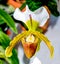 Beautiful paphiopedilum