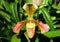 Beautiful Paphiopedilum Invisible 'Spread Eagle' orchids