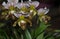 Beautiful Paphiopedilum orchid flowers bloom