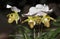 Beautiful Paphiopedilum orchid flowers bloom