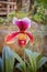 Beautiful paphiopedilum orchid flowers in garden.