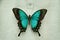 Beautiful Papilio lorquinianus albertisi butterfly on background