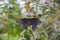 Beautiful Papilionidae butterfly