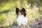 beautiful papillon dog in the grass and faded coltsfoot flowers in summer. Cute Continental toy outdoors at sunset