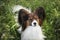 Beautiful papillon dog lying in the green grass field in summer. Continental toy spaniel outdoors. Close-up