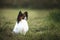 Beautiful papillon dog sitting in the green grass field in summer. Continental toy spaniel outdoors. Close-up