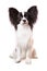 Beautiful papillon dog sitting on isolated white