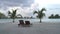 Beautiful Paradise Sandy Beach with Palm Trees and Wooden Deck Chairs