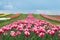 Beautiful paradise. tulip field with various type and color. nature landscape in Europe. fresh spring flowers. Tulip is