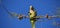 Beautiful parakeet eating fruit on a tree branch