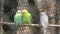 The beautiful Parakeet parrots birds is standing on the ledge. blur background