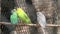 The beautiful Parakeet parrots birds is standing on the ledge. with blur background