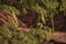 Beautiful parakeet perched on a branch in a garden