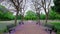 Beautiful park with blooming purple Jacaranda. Romantic magic atmosphere.