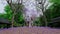 Beautiful park with blooming purple Jacaranda. Romantic magic atmosphere.