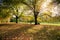 Beautiful park with lawn covered in fallen leaves on a sunny autumn day