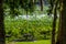 A Beautiful Park Picnic Area with Trees, Spanish Moss, Blooming Yellow Lotus Water Lily Pad Flowers and Other Water Plants