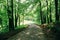 Beautiful park road surrounded by green trees. Colorful spring nature landscape. Pathway in the woods