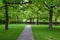 A beautiful park with trees. A stone lane in the middle