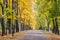 Beautiful park view with alley, high autumnal trees and street lamps. park during fall season