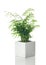 Beautiful Parlor palm in a white ceramic pot