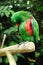 Beautiful parrot